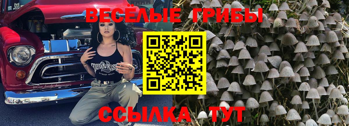 Галлюциногенные грибы Psilocybine cubensis Минеральные Воды